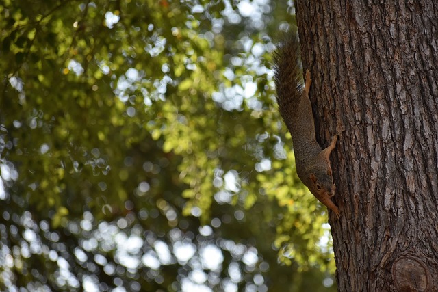 将成为深圳 将成为深圳